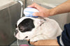 Pet Brush Shampoo Dispenser